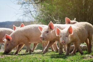 jeune porc sur de l'herbe verte